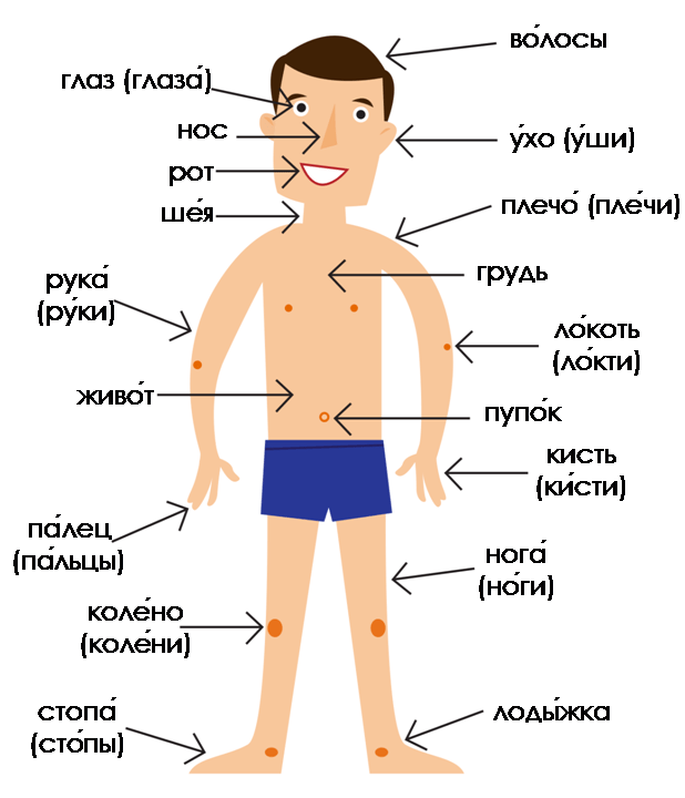 Parts of the body in Russian